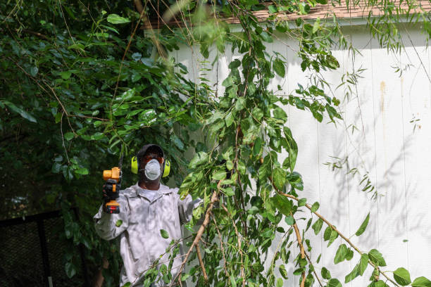 Best Lawn Pest Prevention  in Forest City, IA